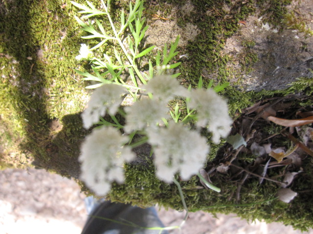 Oenanthe pimpinelloides